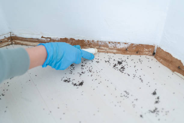 Best Wasp Removal Services  in Avonmore, PA